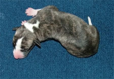 Dark-brindle3-mini.jpg