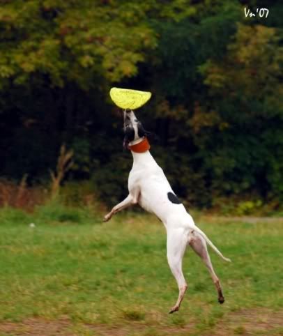 Pollie-frisbee-mini.jpg