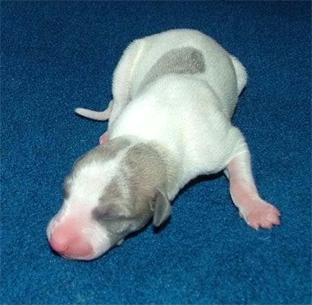 White-brindle5-mini.jpg