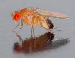 240px-Drosophila_melanogaster_-_sid.jpg