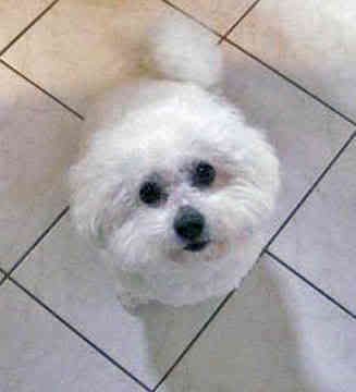 bichon-frise-0230.jpg