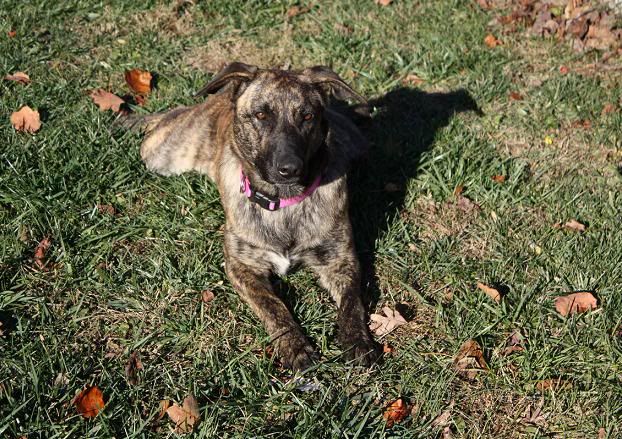 mans best friend, post pics of your lil companion - Other Weapons