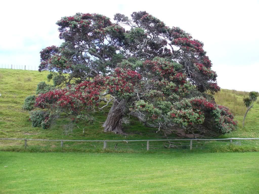 TawharanuiRegionalPark12Dec2010No6.jpg