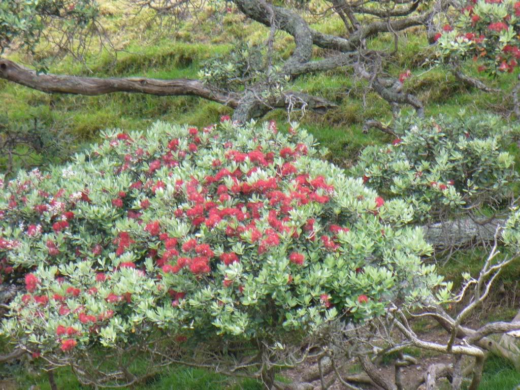 TawharanuiRegionalPark12Dec2010No8.jpg