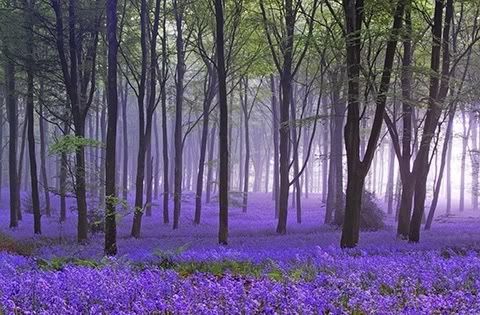 nature-2.jpg violet forest image by Yoro-san
