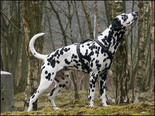 do dalmatian spots get darker