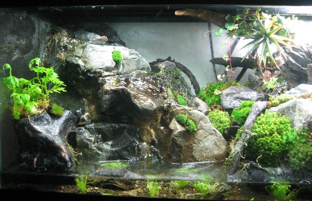20 gallon long stocking options