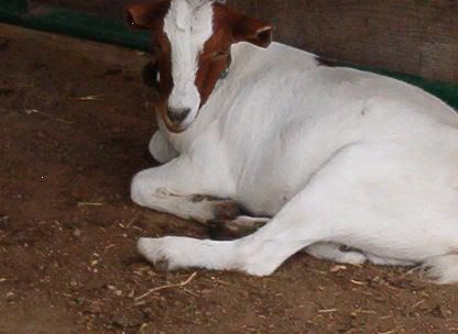 HELP ! ! !  We've got a goat emergency... - Goats