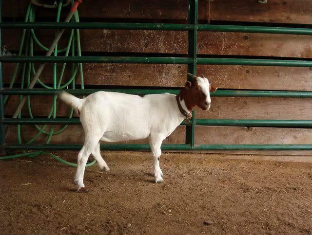 HELP ! ! !  We've got a goat emergency... - Goats