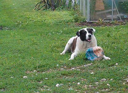 MLF homesteading weekend - put pics here! - Homesteading Questions