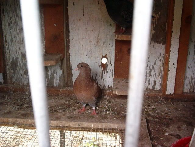 MLF homesteading weekend - put pics here! - Homesteading Questions