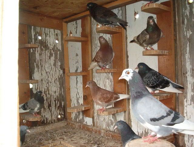 MLF homesteading weekend - put pics here! - Homesteading Questions