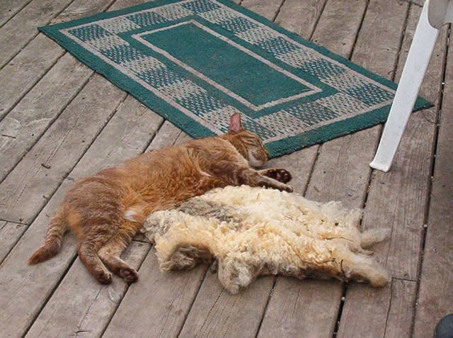 MLF homesteading weekend - put pics here! - Homesteading Questions