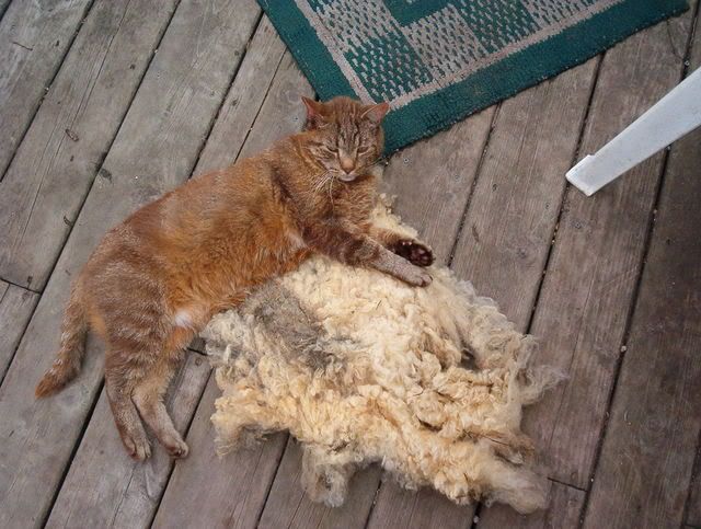 MLF homesteading weekend - put pics here! - Homesteading Questions