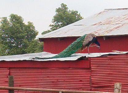 MLF homesteading weekend - put pics here! - Homesteading Questions