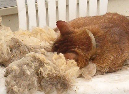 MLF homesteading weekend - put pics here! - Homesteading Questions