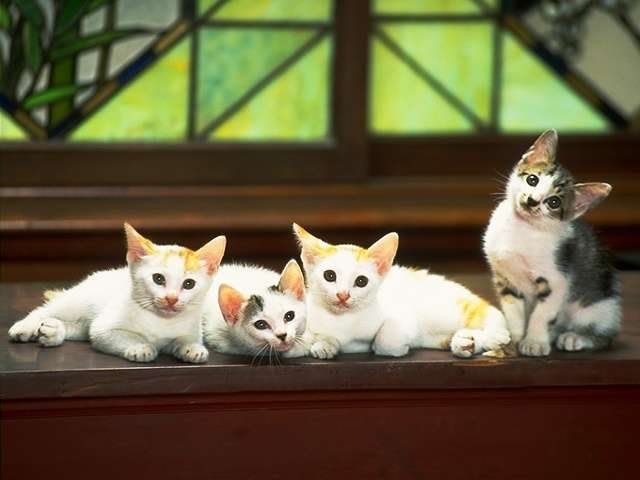 kittens6