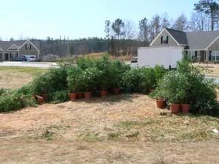 Lawrenceville, GA Pot Bust 2007-Courtesy of ScanGeorgia.com