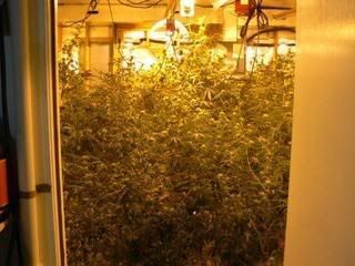 Lawrenceville, GA Pot Bust 2007 - Courtesy of ScanGeorgia.com