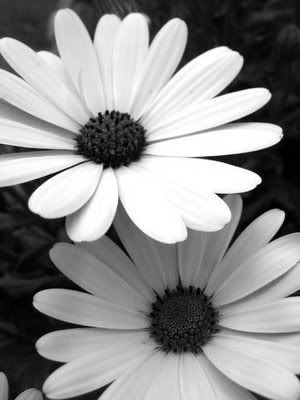 black and white flowers. Black_and_White_Flowers_.jpg