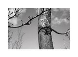 tree.jpg Tree (Matlock) image by mrdreams37
