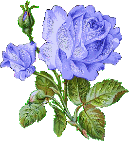 bluerose Pictures, Images and Photos