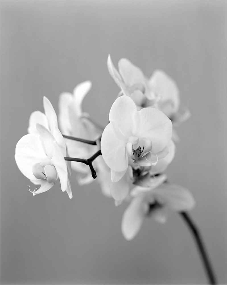 4x5,close-up,black and white