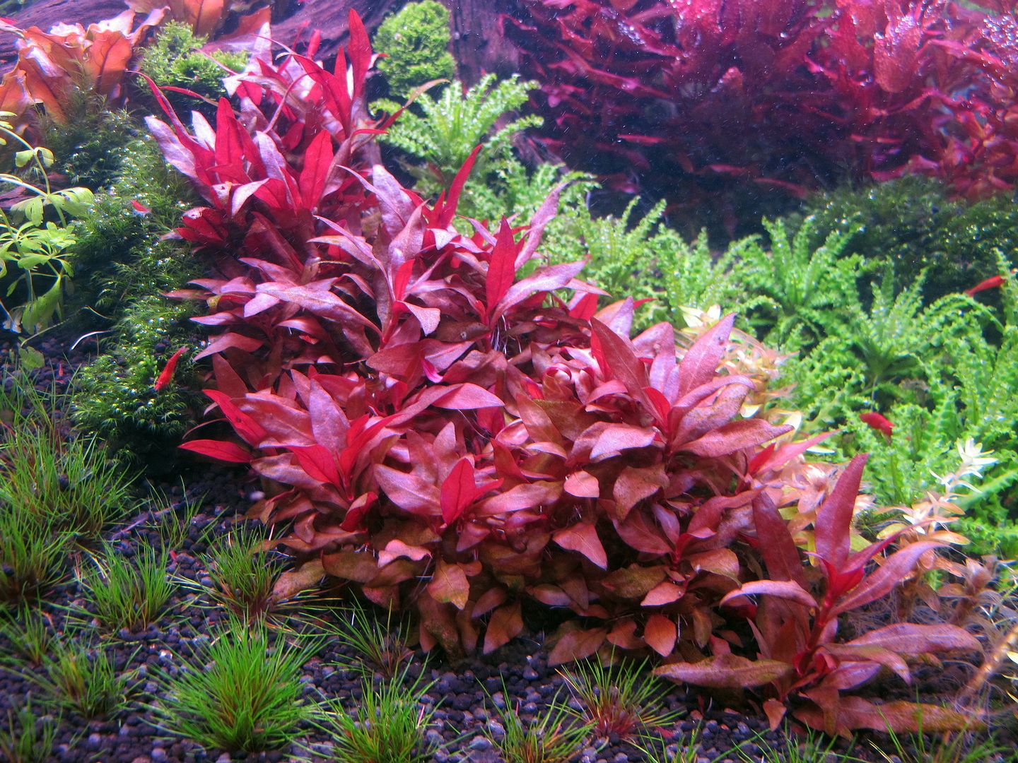 Secrets To Alternanthera Reineckii The Planted Tank Forum