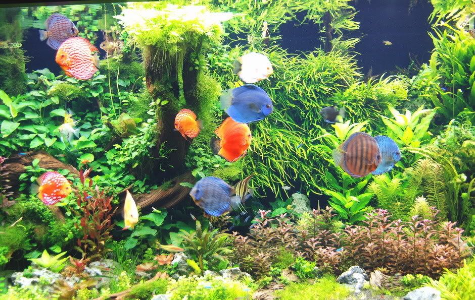 Discus Fish Tank Plants