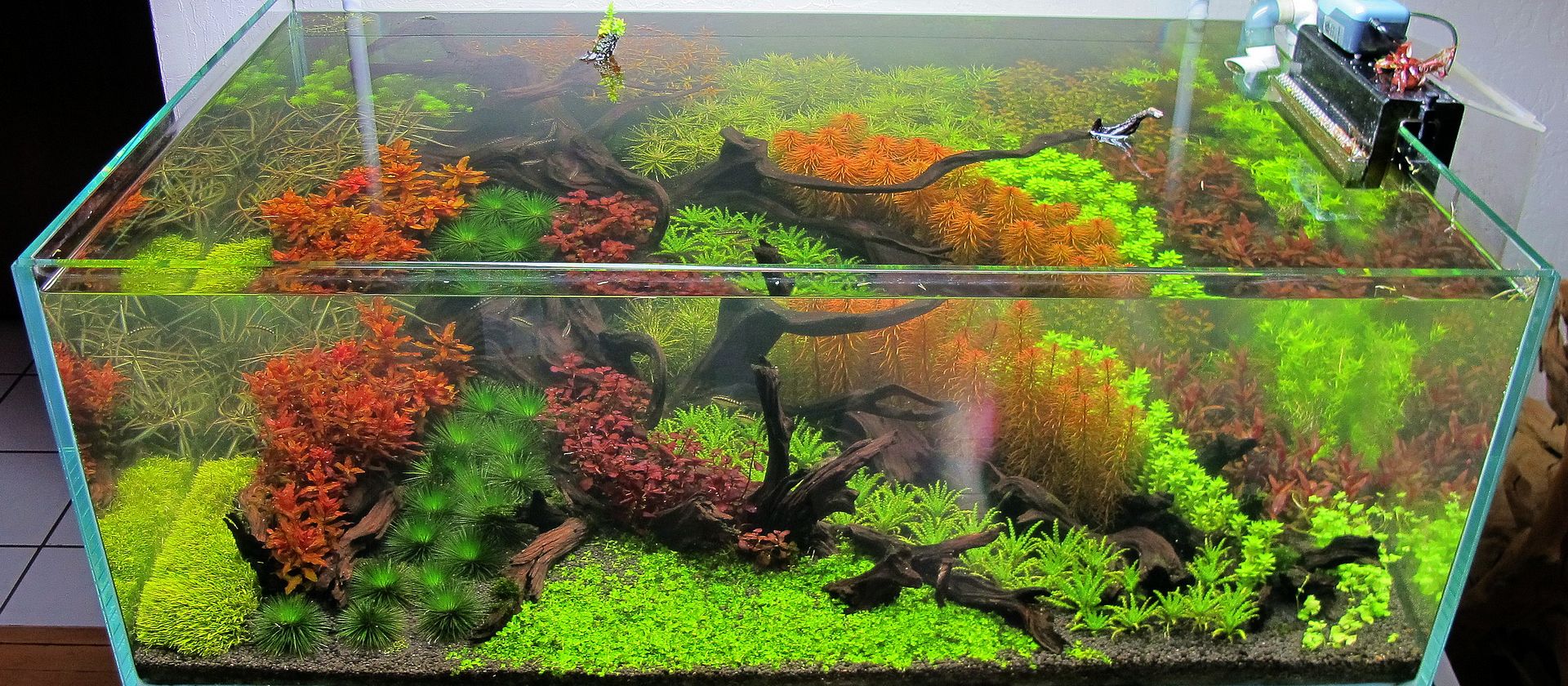 model aquarium air tawar<br />