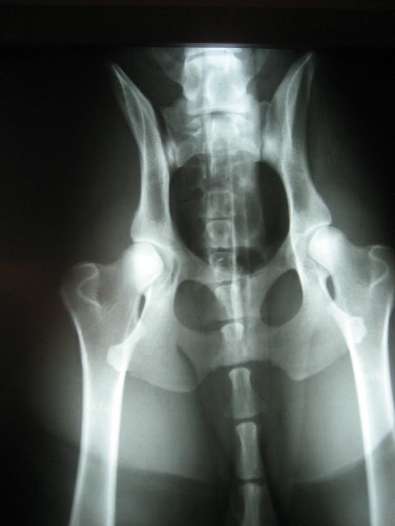 Hip Xrays German Shepherd Dog Forums