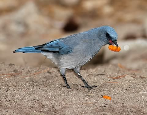 Don\'t Steal My Cheetos Bird! Pictures, Images and Photos