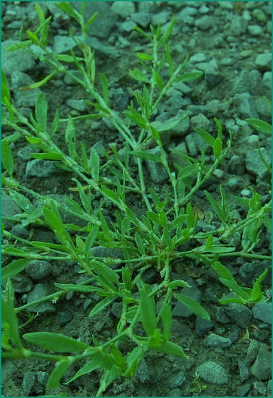 Knotgrass Picture