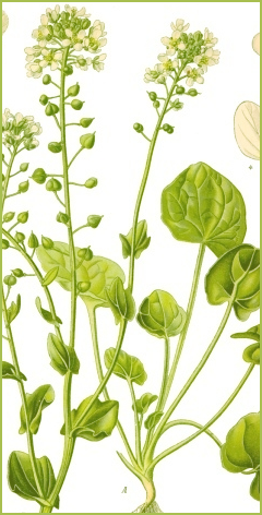 Scurvygrass Picture