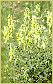 Wolfsbane Picture