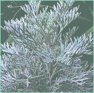Wormwood Picture