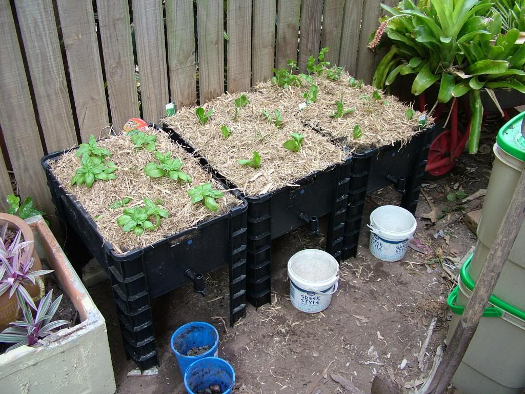 Wicking Beds Aquaponics