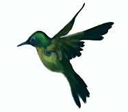 hummingbirdpointleft.gif