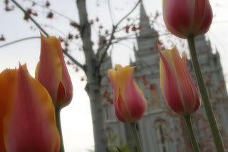 SL temple spring