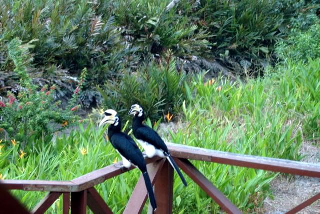 Hornbills Pictures, Images and Photos
