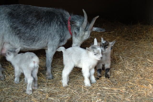 suggestions for names? - Goats