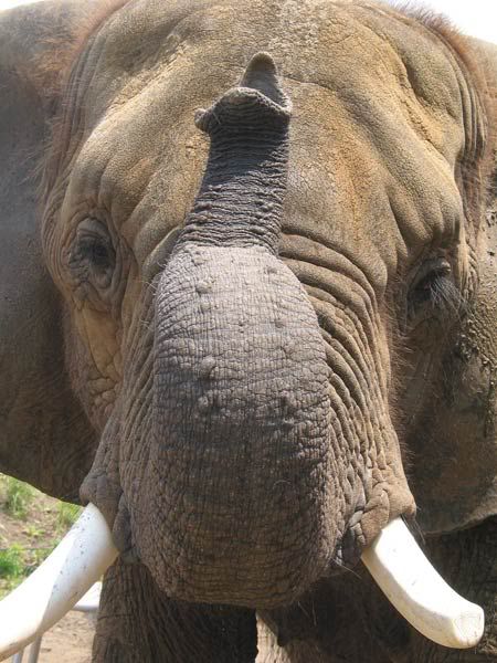 African-elephant.jpg