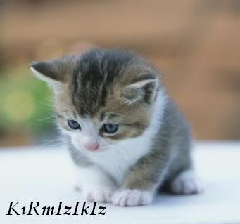 20060814_091110_kedi1-1.jpg