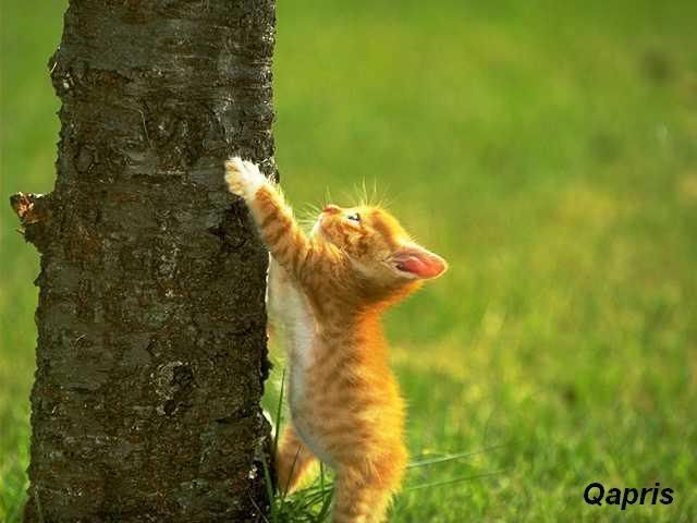 kedi001.jpg