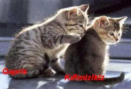 kedi006.jpg