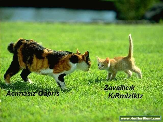kedi116.jpg