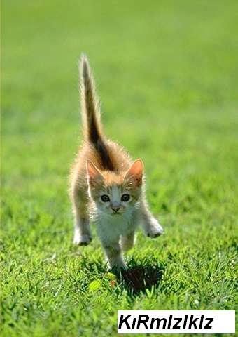 kedi121.jpg
