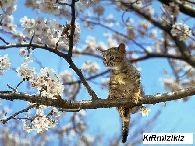kedi128.jpg