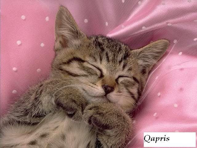 kedi15.jpg
