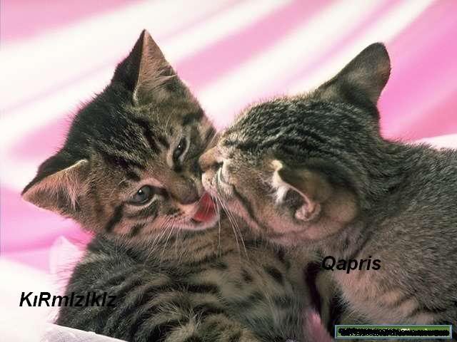 kedi186.jpg
